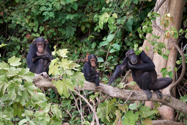 mountain gorilla safari