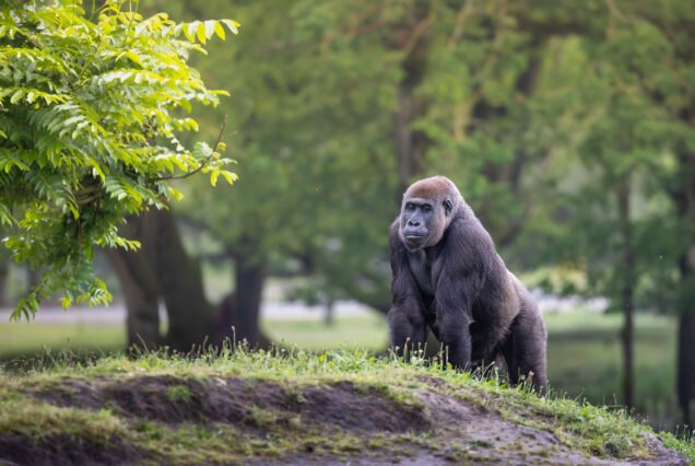 mountain gorilla safari