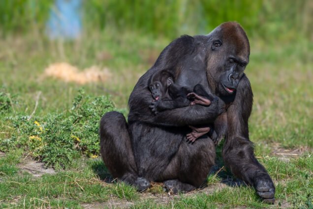 mountain gorilla safari