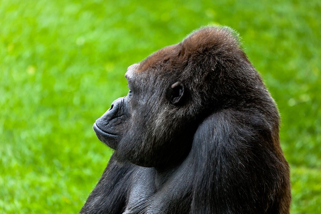 Beautiful specimen of gorilla seated placidly