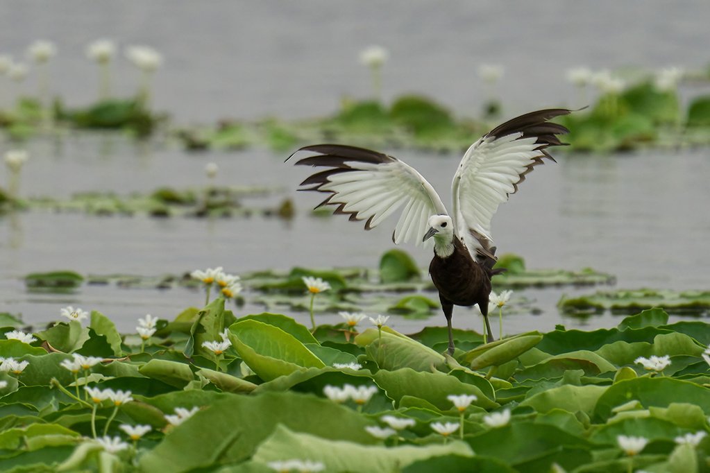 A pheasant-tailed jacana in the process of taking flight, wings spread wide as it prepares to soar through the air