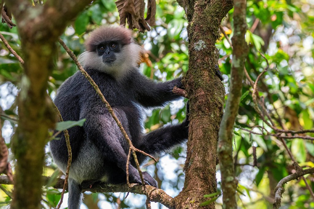 Purple-faced langur or Semnopithecus vetulus, leaf monkey in natural habitats in Sinharaja forest, Sri Lanka