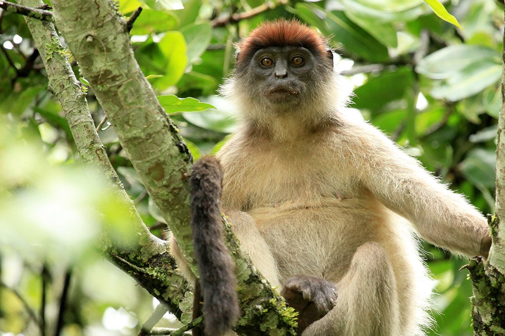 Red Colobus at the Bigodi Wetlands in Uganda - The Pearl of Africa